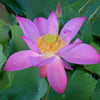 Lavender Lady Lotus  <br> Poetic blooms held high above the foliage!