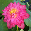 Libby's Light Lotus <br>  Dwarf / Dainty, elegant blooms!