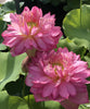 Libby's Light Lotus <br>  Dwarf / Dainty, elegant blooms!