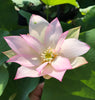 Light of Yaochi Lotus <br> Medium / Radiant blooms!