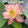 Like Qinhuai Rouge Lotus