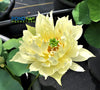 Like Yellow Antelope Lotus <br>  Bountiful Blooms!