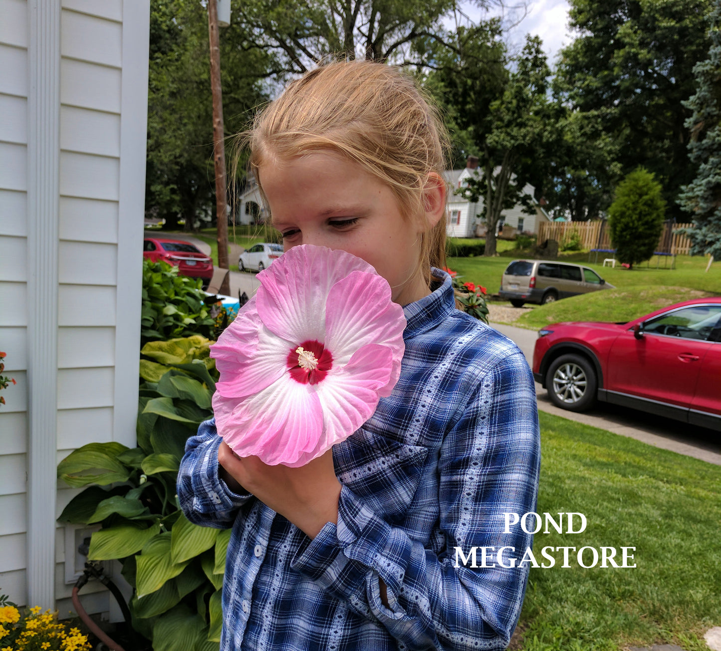 Luna Pink Swirl Hibiscus (Moscheutos) <br> WINTER HARDY <br> - pondmegastore