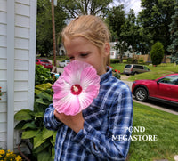 Luna Pink Swirl Hibiscus (Moscheutos) <br> WINTER HARDY <br> - pondmegastore