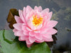 Lily Pons Hardy Waterlily  <br>  Medium-Large Hardy Waterlily