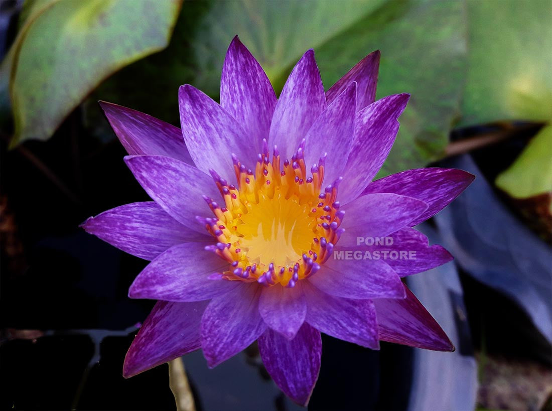 Lindsey Woods Water Lily <br> Day blooming <br> Medium-Large Water Lily <br>  Ships Spring 2020 ! - pondmegastore