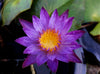 Lindsey Woods Water Lily <br>