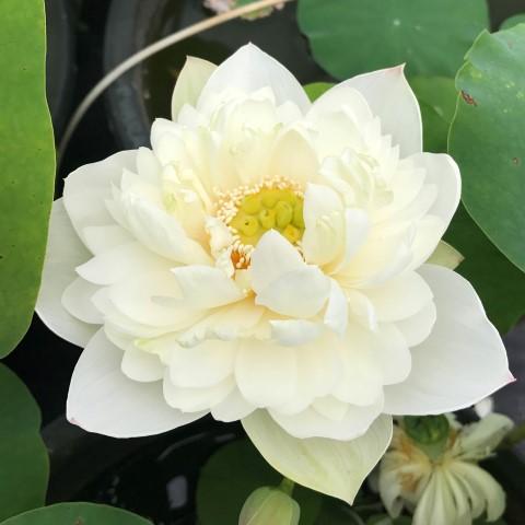 Petite Brocade Edge  <br> Prolific Bloomer!