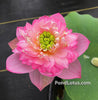 Little Dancing Empress Lotus<br>Top 25 Lotus!