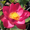 Little Longevity Star Lotus  <br> Brilliant-Red Blooms!