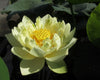 Little Oriole Lotus  <br>  Dwarf-Medium  <br>  Sunny-Yellow Flowers!