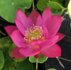 Tiny Red Gulang Lotus <br> Changes color each day!