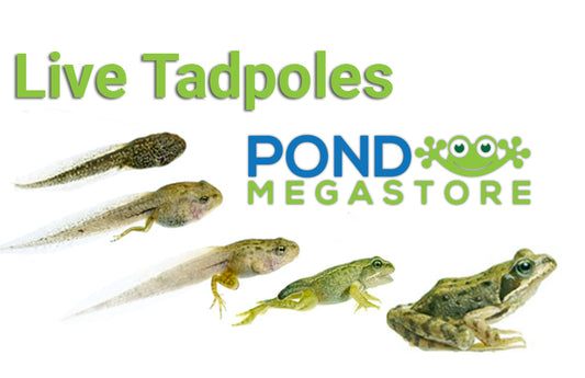 Live Frog Tadpoles (small quantity) <br> Fall Shipments Now - Pond Megastore