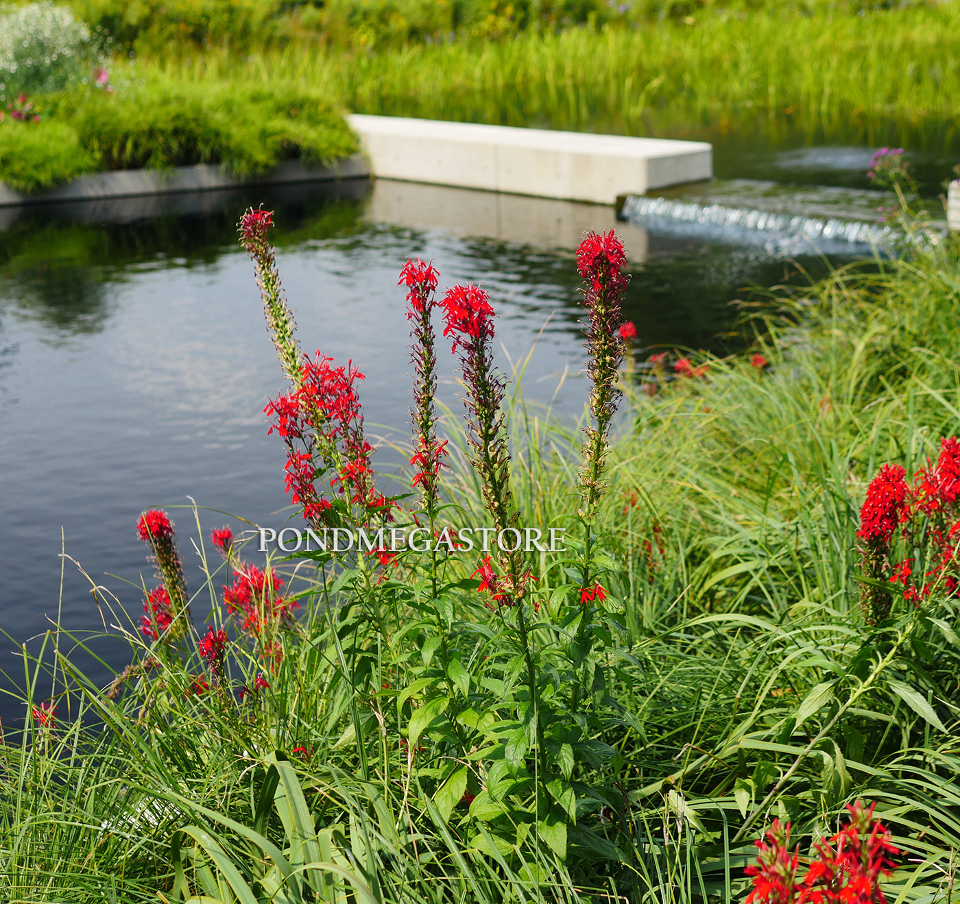 Red Cardinal Flower (Lobelia cardinalis) <br> - pondmegastore
