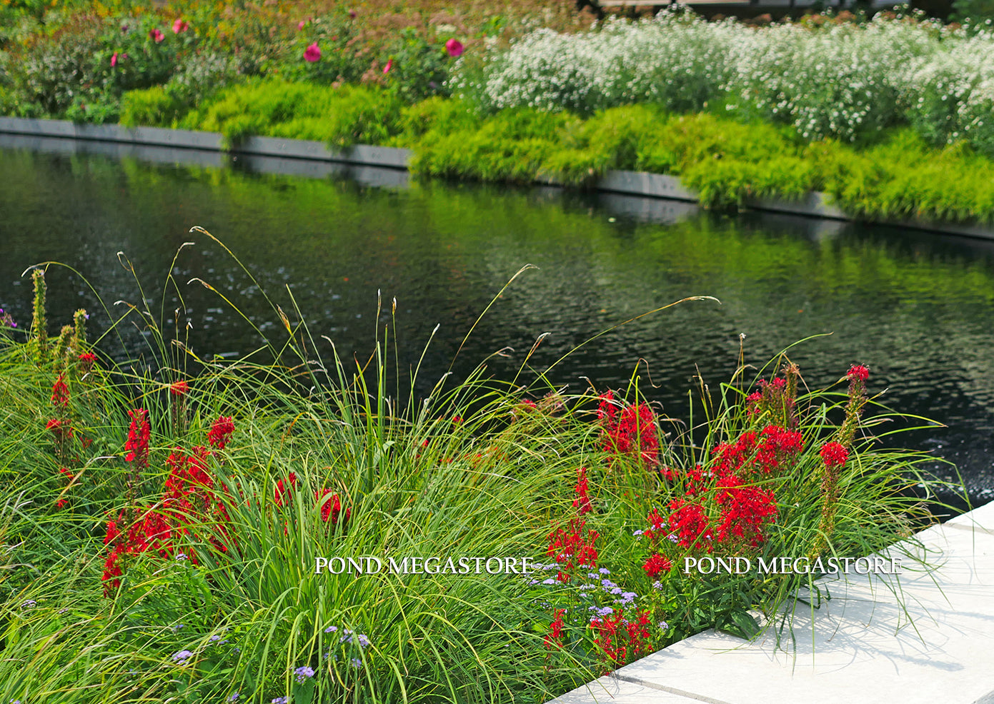 Red Cardinal Flower (Lobelia cardinalis) <br> - pondmegastore