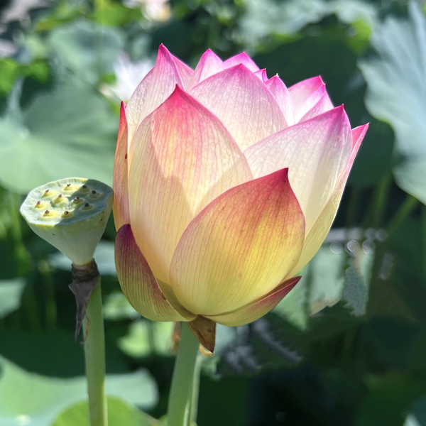 Beauty Gui Lotus