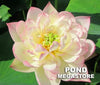Apricot Pink #13 Lotus <br> Dwarf-Medium / Soft shades of pink!