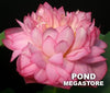 Celebration Lotus <br> Dwarf-Medium /  Showy Blooms!