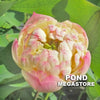 Charming Lips Lotus <br> Medium / Peony shaped blooms!