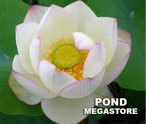 Chawan Basu Lotus, One of the oldest Lotus in the USA