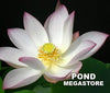 Embolene Lotus