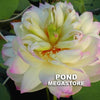Green in Pink Layers Lotus <br> Dwarf / Full, cup shaped blooms!