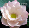 Highest Virtue Lotus  <br>  A Top 25 Lotus