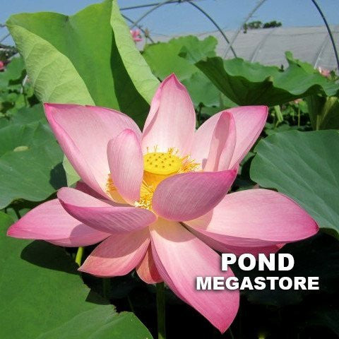 Jeannie's Smile Lotus  <br>  Tall / Bright, Big, Beautiful Blooms!