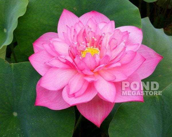 Lanceolate Pink Lotus<br>Fantastic flower shape and color!