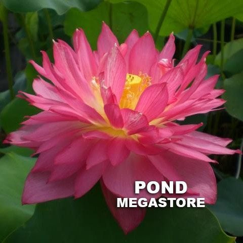 Long Petal Peach Red Lotus  <br>  Medium