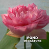 Zhaojun Look Back Shadow Lotus  <br>  Attractive, alluring blooms!