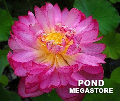 Momo Botan Minima Lotus  <br> One of the first varieties brought to America from Asia!
