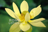 Perry's Giant Sunburst Lotus  <br> Great for Beginners! / Tall Lotus