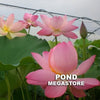 Pink-A-Licious Lotus  <br>  Tall / Heavy blooming!