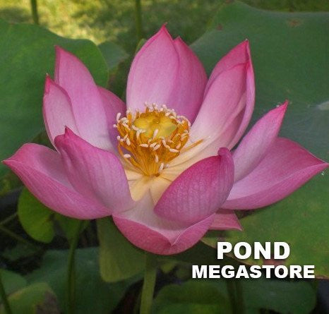 Princess Harper Lotus  <br>Classic red gem!
