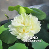 Pure Girl Lotus<br> Exceptionally enchanting white flowers!