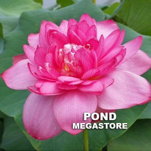 Red River Lotus   <br>  Delectable, color-drenched blooms!