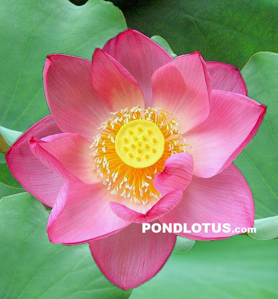 Ruby Slipper Lotus  <br>  Stunning single-petal blooms!