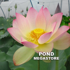 Space Lotus 36' Lotus - Very Large Light Pink (Bare Root Tuber) - Min Qty.  3 Per Variety NEW