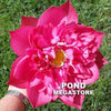Splendors Red Lotus  <br>  Luscious, bright-pink, multi-petal blooms!