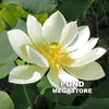 White Crane Lotus<br>Bowl-Dwarf / Classic, white, single-petal lotus