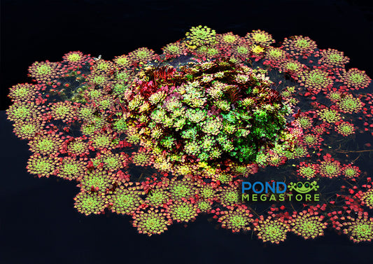 Mosaic Plant (Ludwigia sedioides) <br> Potted Plants <Br> Very Warm weather required! - pondmegastore