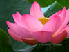 Maggie Belle Slocum Lotus  <br> Celestial blooms that are divine!