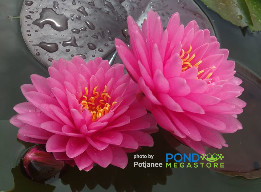 Malikan - Top 20 Water Lily!<br> Medium size <br> Available July 2020! - pondmegastore