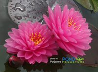 Malikan - Top 20 Water Lily!<br> Medium size <br> Available July 2020! - pondmegastore