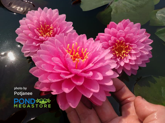 Malikan - Top 20 Water Lily!<br> Medium size <br> Available July 2020! - pondmegastore