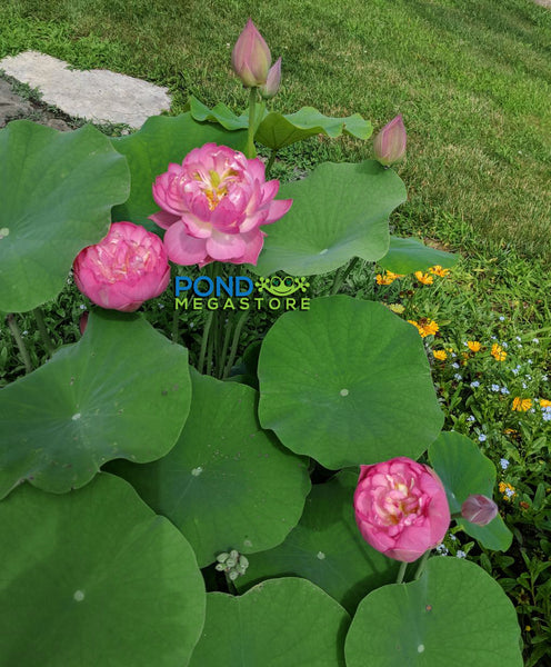 Mangala Pathum Lotus <br>  TOP 10 Special Lotus / Heavy Bloomer!