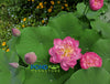 Mangala Patum Lotus <br>  TOP 10 Special Lotus / Heavy Bloomer!