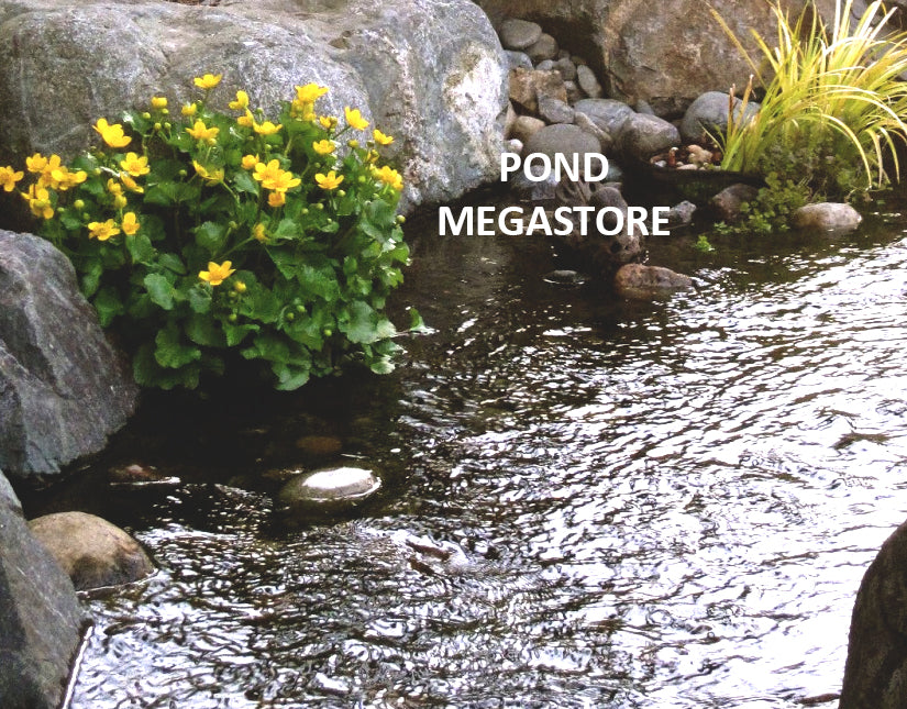Marsh Marigold (Caltha Palustris) <br> 1st to bloom in spring! Weeks of flowers! - pondmegastore