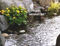 Marsh Marigold (Caltha Palustris) <br> 1st to bloom in spring! Weeks of flowers! - pondmegastore